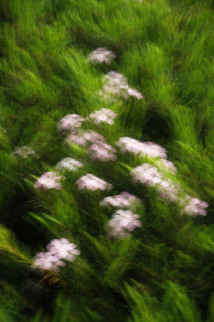 Natural vitality and growth